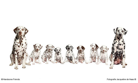 Price of store dalmatian puppy