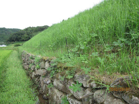 イノシシの電柵の下も刈る。そうしないと、草が通電をじゃまするのだ。