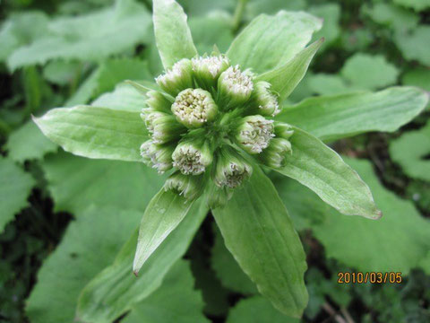 フキノトウ、北海道出身のフォークデュオ、ではなく、キク科フキ属の春の山菜。蕗の薹。