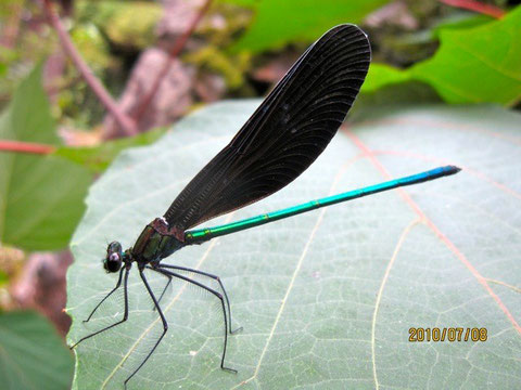 羽黒蜻蛉、(学名:Calopteryx atrata)カワトンボ科のトンボ。美しい金属光沢深緑色がある の は雄。黒の翅との色合いが格調高い。主に木陰や水辺に複数でいること多し。美しいポーズ!