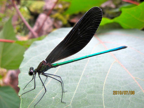 羽黒蜻蛉、(学名：Calopteryx atrata）カワトンボ科のトンボ。美しい金属光沢深緑色がある     の      は雄。黒の翅との色合いが格調高い。主に木陰や水辺に複数でいること多し。美しいポーズ！