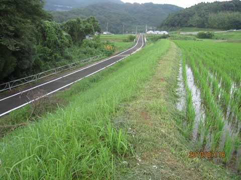 刈る前
