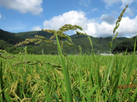 これが成長した稗、この種が落ちたら来年は稗だらけの田圃になる。