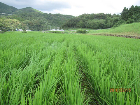 今日は風があって稲の間を吹き抜ける。見えない存在が通り抜けて行く。