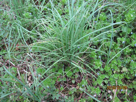 野蒜は葱科ユリ属の野草。