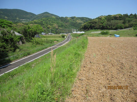 刈る前。