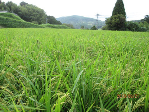 田圃、よく見ると黒っぽい草があちこち見える。それが稗。