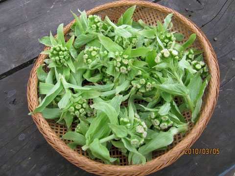ビタミンB1、B2 カルシウムなどのミネラル、食物繊維、咳を抑え痰を切る効果あり。