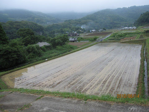 保植を終えた田圃。梅雨に入った。