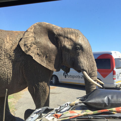 Die Elefanten im Addo NP sind sehr zutraulich.