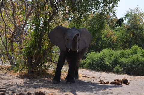 Junger Bulle im Chobe NP