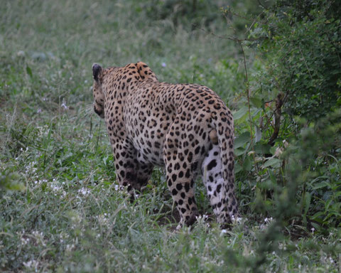 Leopard im Krüger National Park