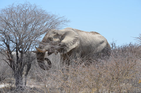 Alter im Schlamm gebadeter Elefanten Bulle im Etosha NP