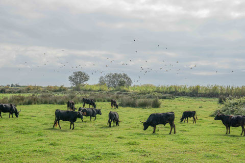 nicko cruises Ausflug stierfarm camargue