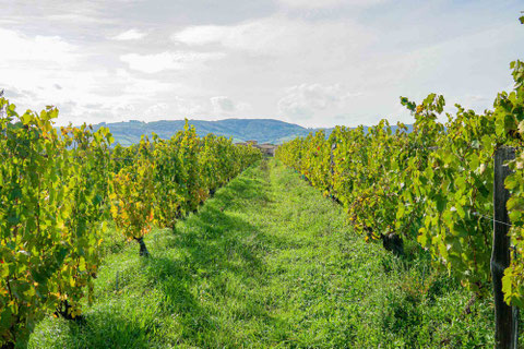 Beaujolais Weinreben