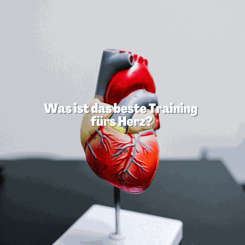 Herz und Kreislauf Training Basel