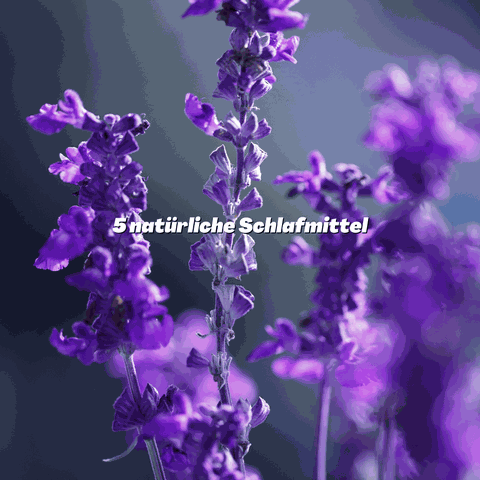 Schlafstörungen therapie