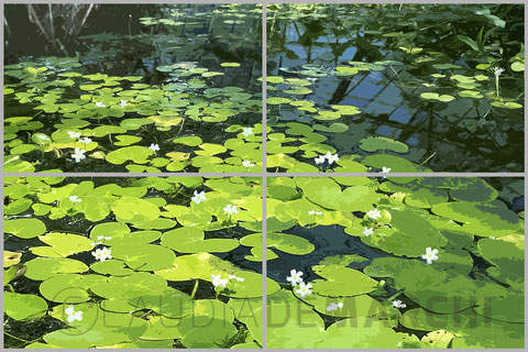 Seerosenteich - 4 x 60x90
