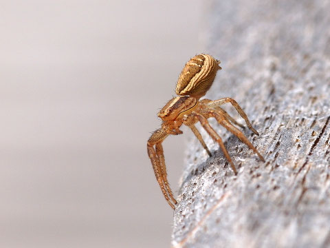 Eine Sumpfkrabbenspinne. Diese hier ist etwas irritiert über das Interesse das ihr zuteil wurde.