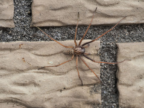 So kennt man sie: Eine Hauswinkelspinne