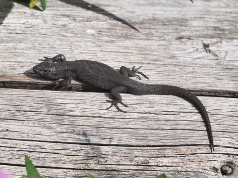 Schwärzling der Mooreidechse. Diese Farbvarianten gibt es bei mehreren Reptilien.