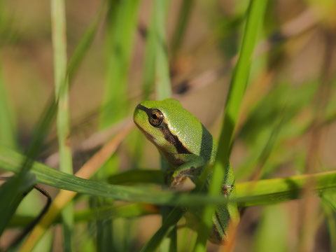 Eine Überraschung waren die kooperativen Laubfrösche an einem kleinen See in der Oberlausitz.