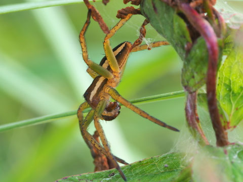 Dieses Tier ist eine geränderte Jagdspinne.