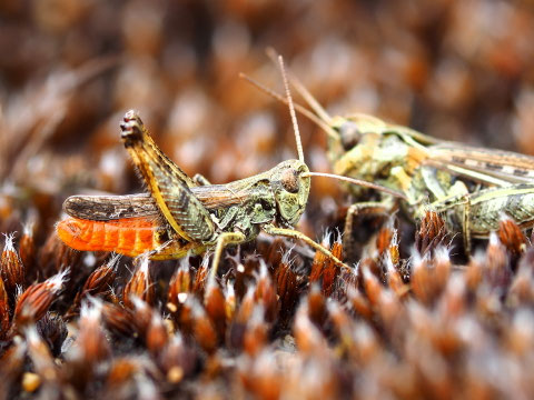 Wie im waren Leben: Die Männchen müssen sich Mühe geben die Weibchen zu beeindrucken.