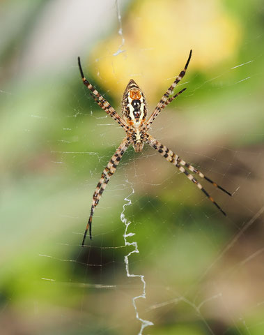 Banded Gardenspider