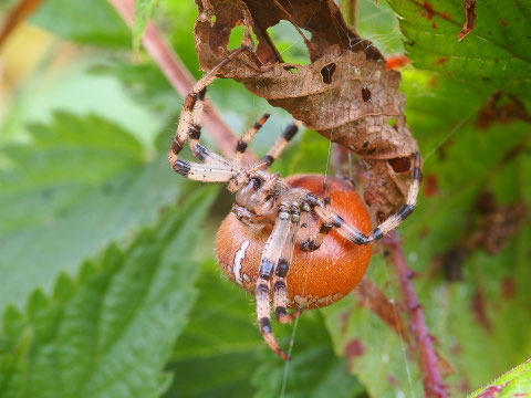 Vierfleckradnetzspinne. Dieses Exemplar ist ein Weibchen.