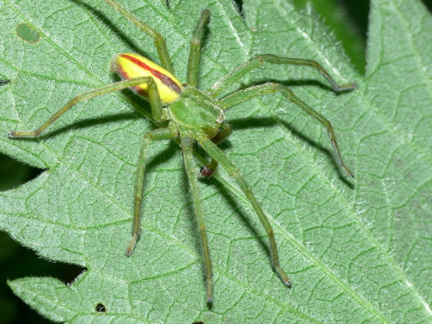 Die Männchen der grünen Huschspinne zeigen eine auffällige Zeichnung auf dem Hinterleib.