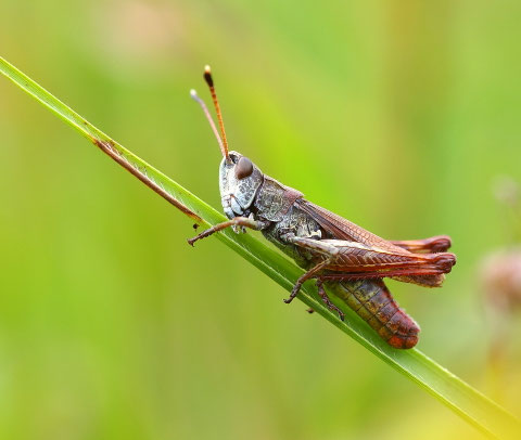 Die rote Keulenschrecke ist ein Bewohner der Heide