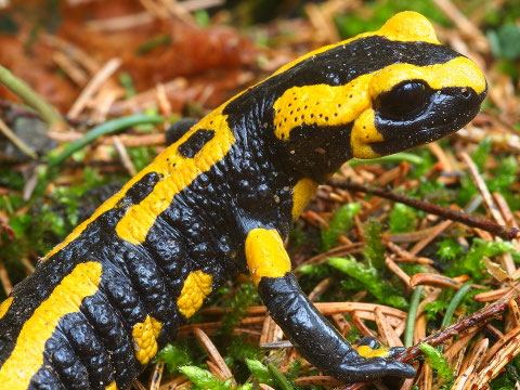 Ein Feuersalamander. davon gibt es aktuell 2017 noch grosse Bestände im Harz.