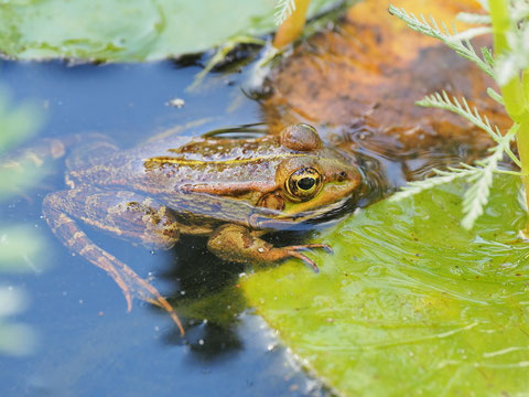 Iberischer Wasserfrosch