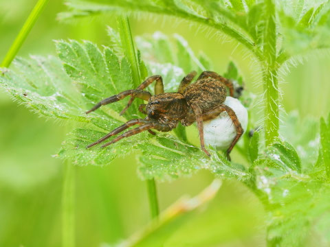 Wolfsspinne (Trochosa SP)