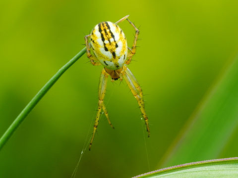 Eine Streifenradnetzspinne. Diese recht kleine Spinne gehört zu der gleichen familie wie die bekannte Kreuzspinne.