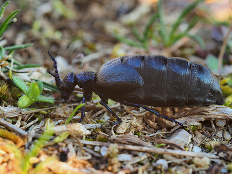 Blau-schwarzer Ölkäfer, auch Maiwurm genannt. Die Tiere sind giftig- aber wer kommt auf die Idee einen 3 cm langen Käfer zu verschlucken??