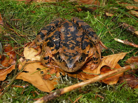 Unerwartete Begegnung beim Pilzesuchen: Ein Moorfrosch.