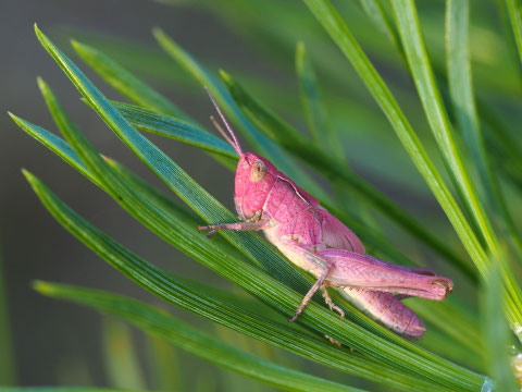 So selten sind die pinken Exemplare nicht. Allerdings stammen die beiden gezeigten Exemplare aus dem selben Gebiet.