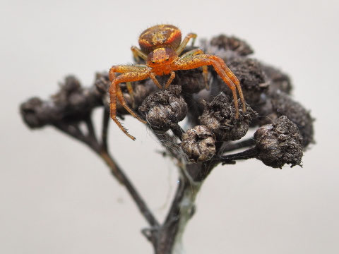 Braune Krabbenspinne. Sie weiss noch nicht ob sie Drohhaltung gehen soll oder ob es unnötig ist.