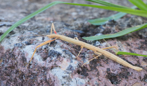 Indische Stabheuschrecke - allerdings von Madeira