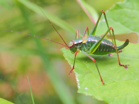 Nadelholz-Säbelschrecke.