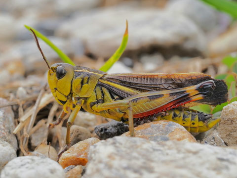 Grosse Höckerschrecke, Männchen im Spätsommer