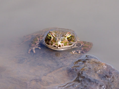 Wechselkröten sind die schönsten Kröten Deutschlands. Sie kommen meist in unerwarteten Gebieten vor - hier ein Regenwasserteich auf einer Bergehalde im Saarland.
