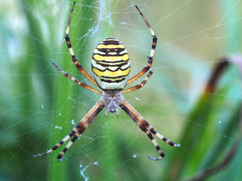Eine Wespenspinne. Diese grossen Tiere sind durchweg Weibchen, die Männchen sind wesendlich kleiner und unauffälliger. Die Netze der Wespenspinnen sind leicht an dem Gewebestreifen in den maschen zu erkennen, dem Stabiment.