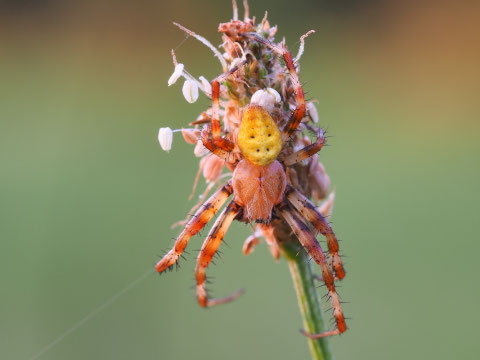 Vierfleckradnetzspinne Männchen. Deutlich weniger eindrucksvoll.
