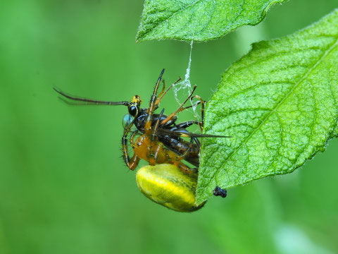 Kürbisspinne mit Beute. Dass sie eine Radnetzspinne ist weiss dieses Exemplar wohl nicht.