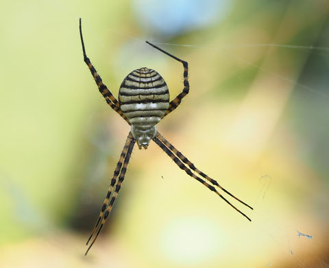Nach ein Gardenspider - wirkt fast gespenstisch!