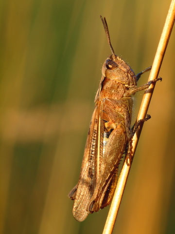 Ein brauner Grashüpfer im Abendlicht