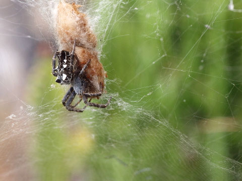 Dies ist ein südlicher Vertreter: Eine Opuntienspinne. Diese Tiere leben in Kolonien, hunderte von mittelgrossen Spinnen bauen ein riesiges gemeinsames Netz über meist einen Busch. Ein etwas gewöhnungsbedürftiger Anblick....